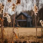 Bujanie W Sitowiu * Wyszowate