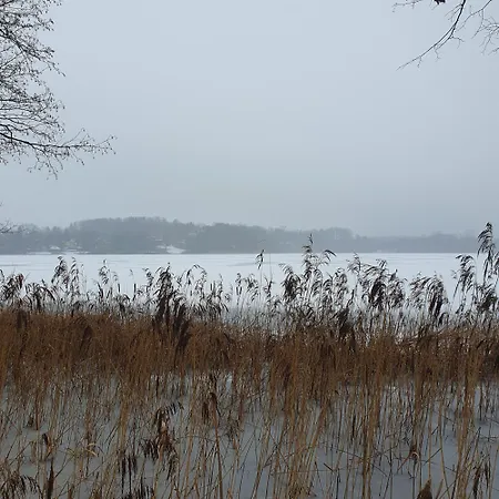 Bujanie W Sitowiu Wyszowate