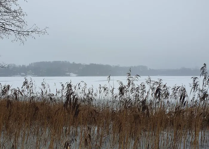 Bujanie W Sitowiu Wyszowate