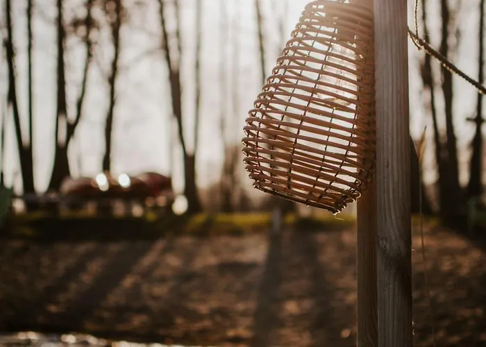 Bujanie W Sitowiu Wyszowate