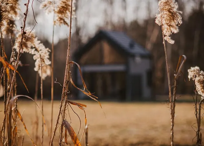 Bujanie W Sitowiu * Wyszowate